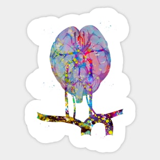 Brain and brainstem Sticker